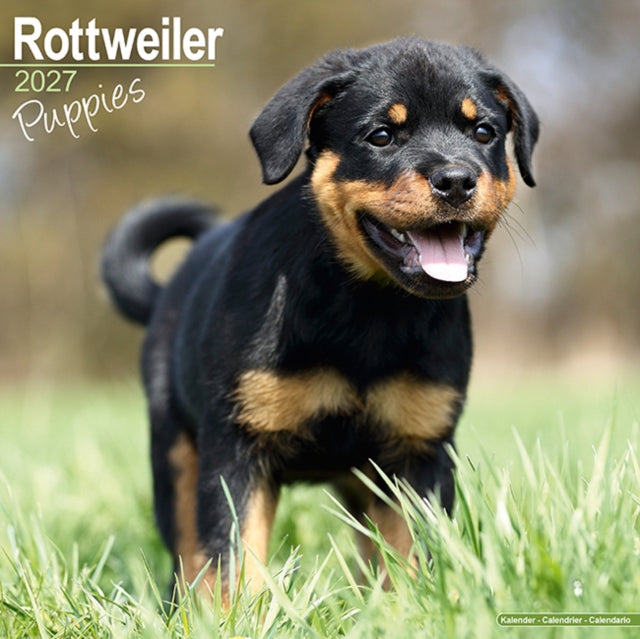 Rottweiler Puppies By Avonside Publishing