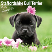 Staffordshire Bull Terrier Puppies By Avonside Publishing