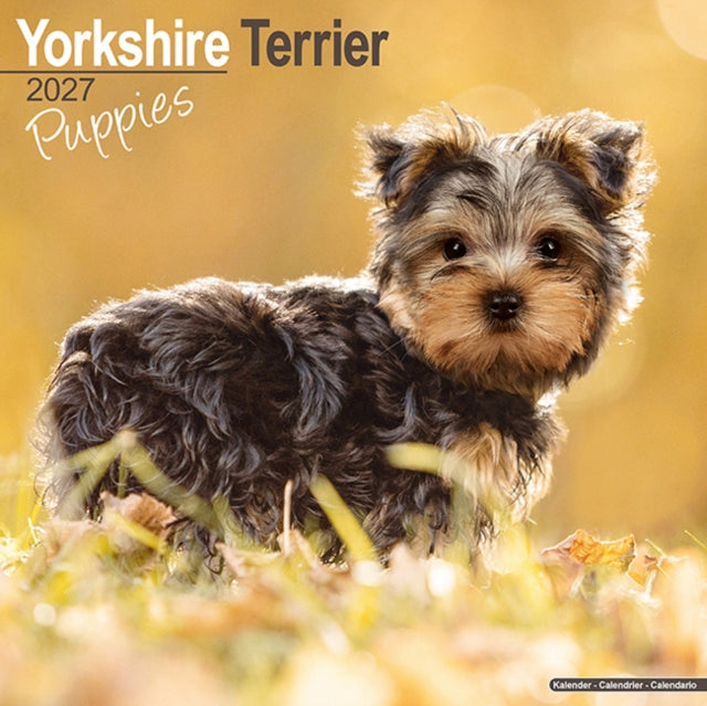 Yorkshire Terrier Puppies By Avonside Publishing
