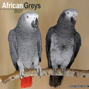 African Greys By Avonside Publishing