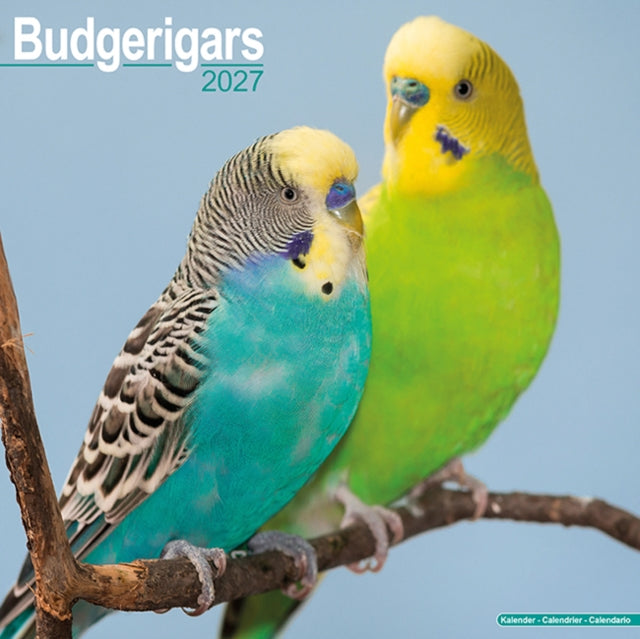 Budgerigar By Avonside Publishing