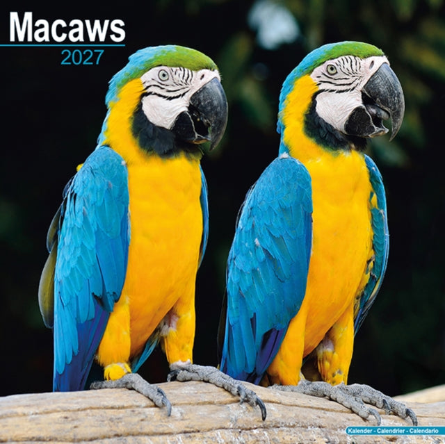 Macaws By Avonside Publishing