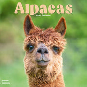 Alpacas By Avonside Publishing