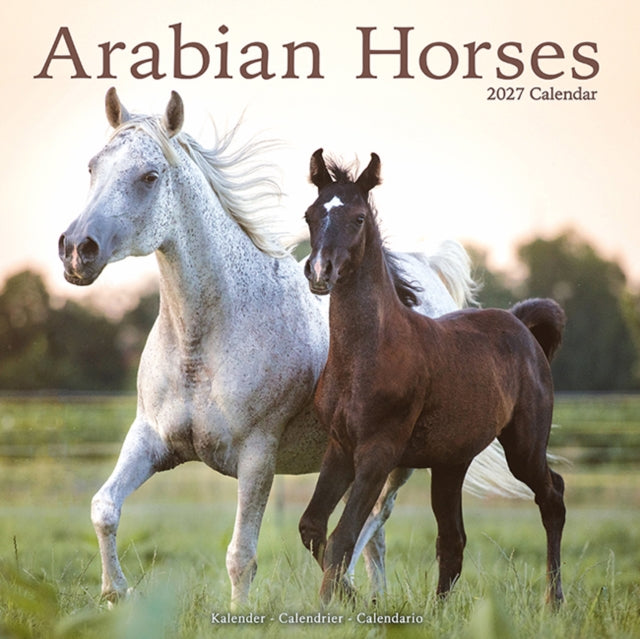 Arabian Horses By Avonside Publishing