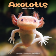 Axolotls By Avonside Publishing