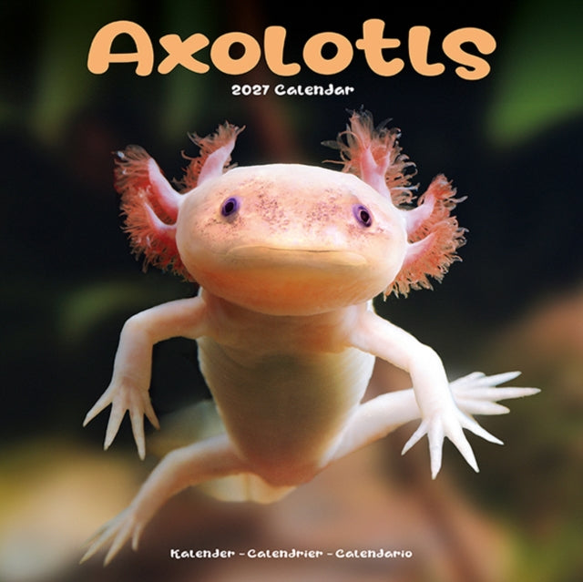 Axolotls By Avonside Publishing