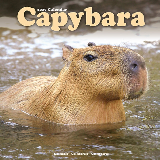 Capybara By Avonside Publishing