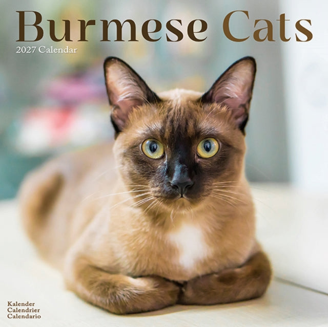 Cats Burmese By Avonside Publishing