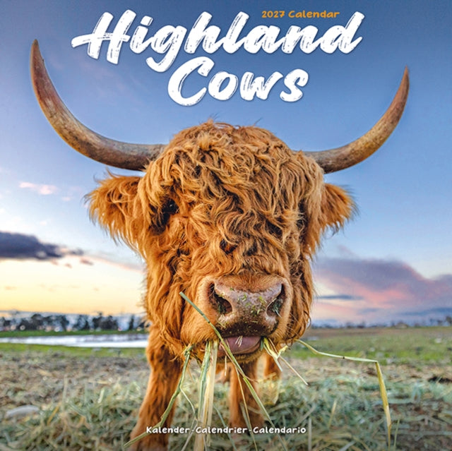 Cows Highland By Avonside Publishing