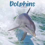Dolphins By Avonside Publishing