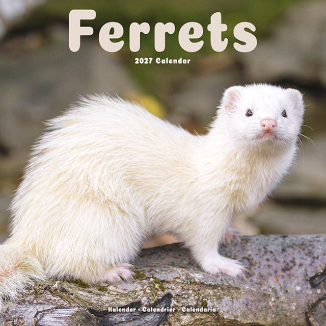 Ferrets By Avonside Publishing