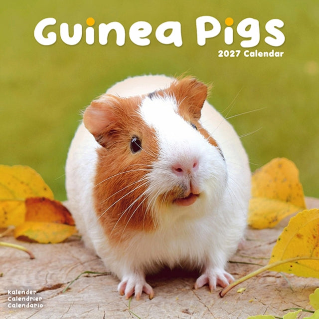 Guinea Pigs By Avonside Publishing