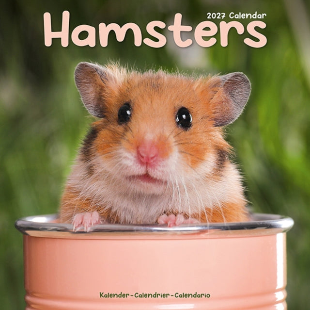 Hamsters By Avonside Publishing