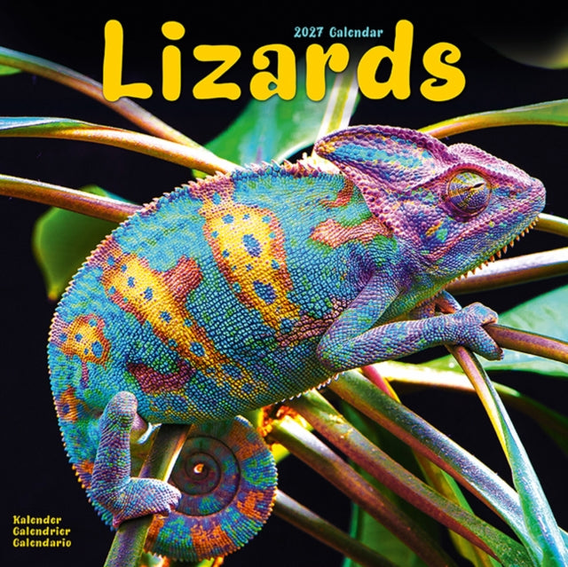 Lizards By Avonside Publishing