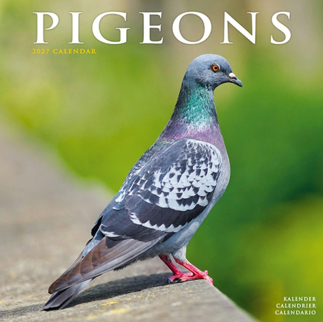 Pigeons By Avonside Publishing