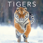 Tigers By Avonside Publishing