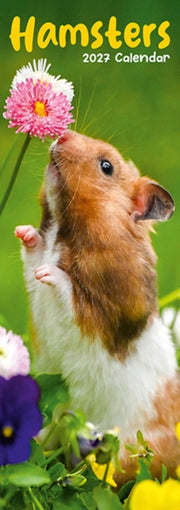 Hamsters Slim By Avonside Publishing