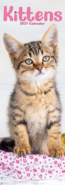 Kittens Slim By Avonside Publishing