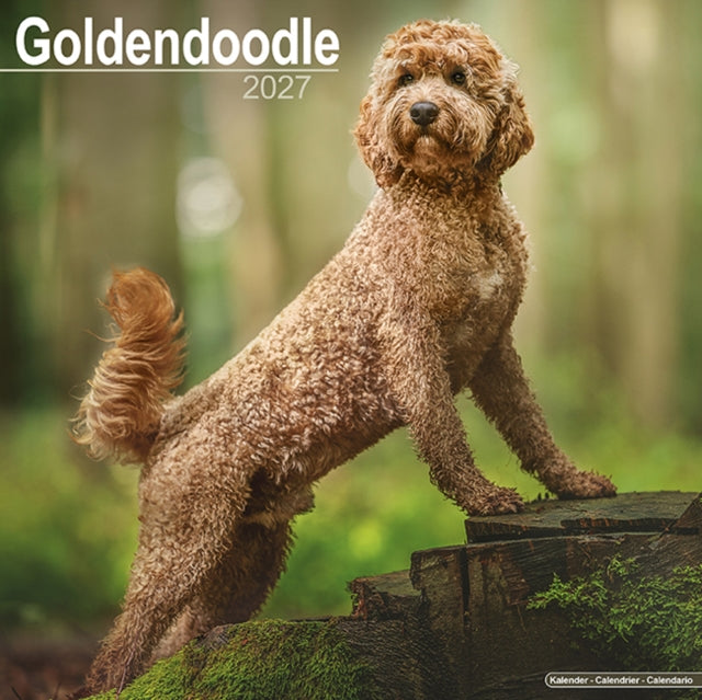 Goldendoodle By Avonside Publishing