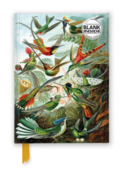 Ernst Haeckel Hummingbirds