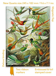 Ernst Haeckel Hummingbirds