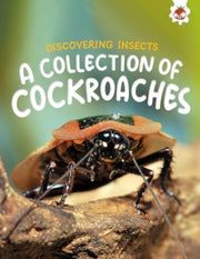 Collection Of Cockroaches