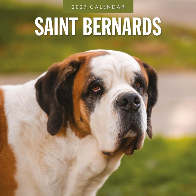 Saint Bernards 2027 Calendar By Red Robin