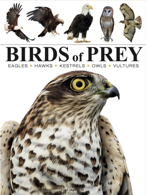 Birds Of Prey