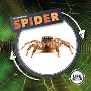 Spider