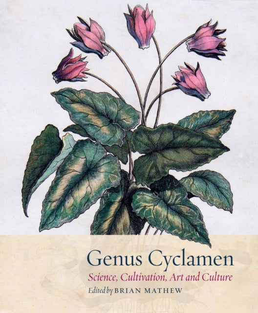 Cyclamen