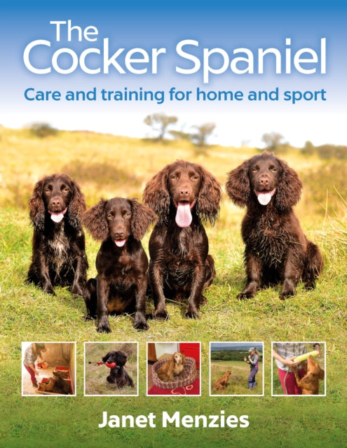 Cocker Spaniel The