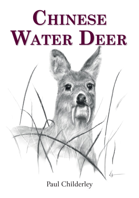 Chinese Water Deer By Childerley, Paul