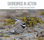 Shorebirds In Action