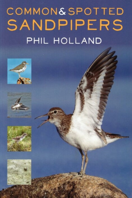 Common & Spotted Sandpipers