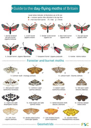 Guide To The Day-flying Moths Of Britain By Lewington, Richard
