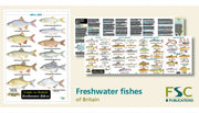 Guide To British Freshwater Fishes By Unknown