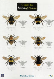 Guide To Bees Of Britain