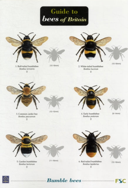 Guide To Bees Of Britain