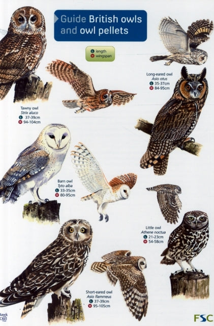 Guide To British Owls And Owl Pellets