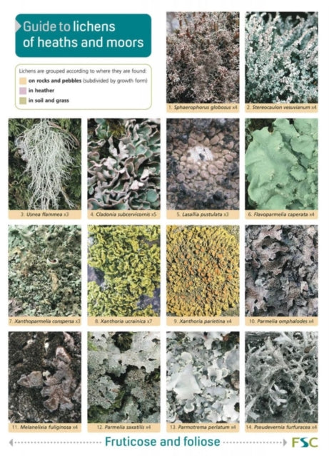 Lichens Of Heaths And Moors