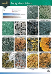 Rocky Shore Lichens