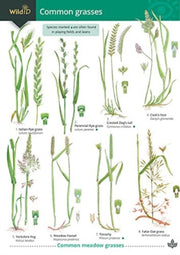 Guide To Common Grasses