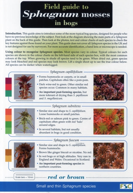 Sphagnum Mosses By Unknown