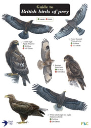 Guide To British Birds Of Prey Chart