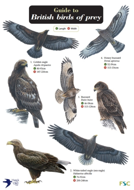Guide To British Birds Of Prey Chart
