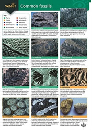 Fossils