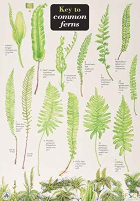 Common Ferns By Unknown