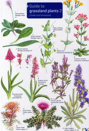 Grassland Plants 2 By Unknown