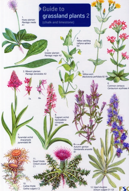Grassland Plants 2 By Unknown