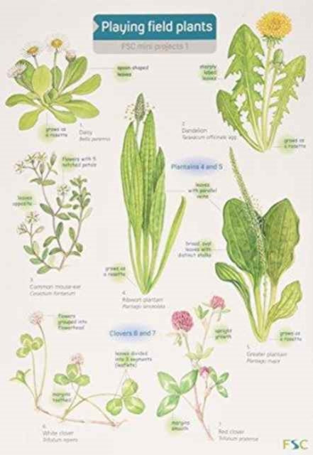 Playing Field Plants By Unknown
